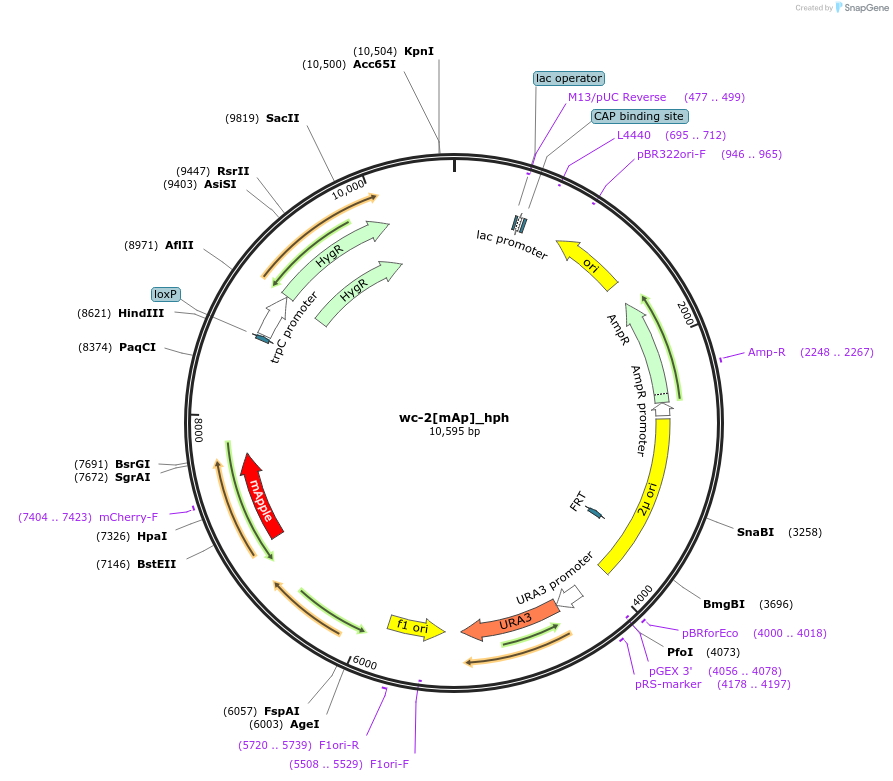 245516-plasmid-map-sequence-id-486098