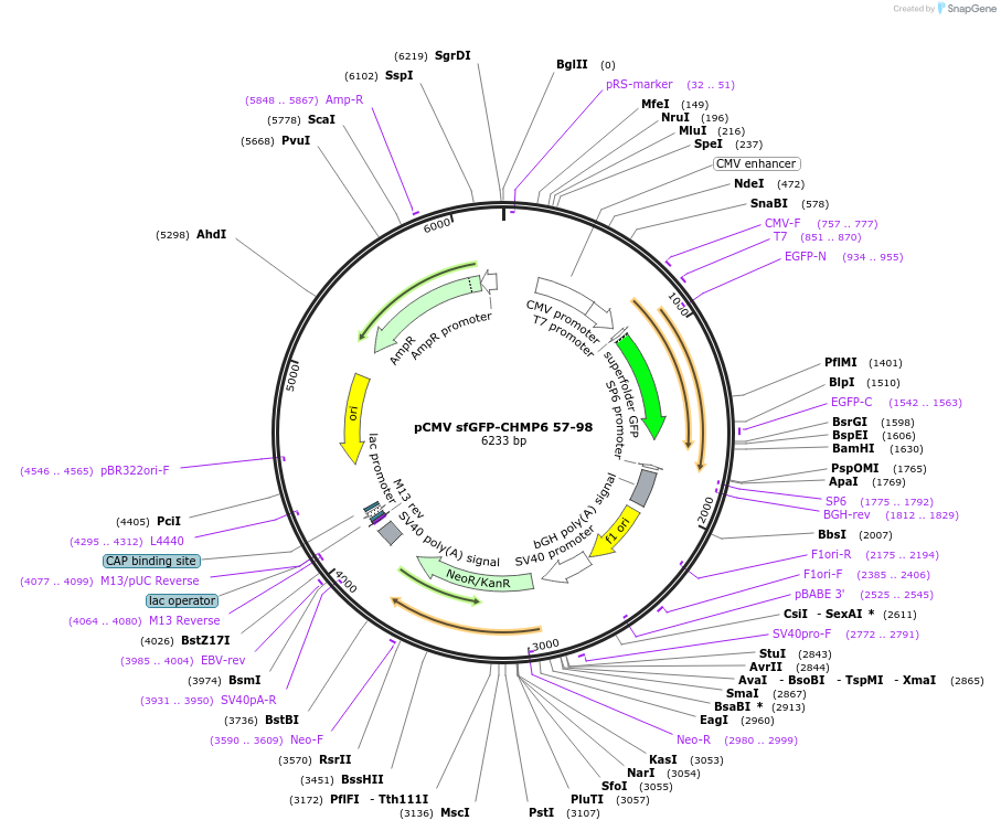 242420-plasmid-map-sequence-id-486099