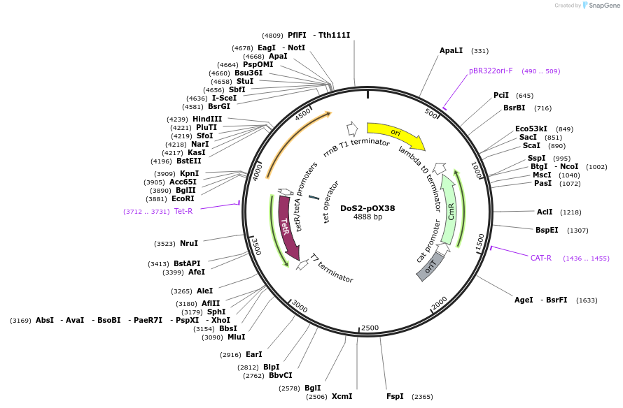 244468-plasmid-map-sequence-id-486103