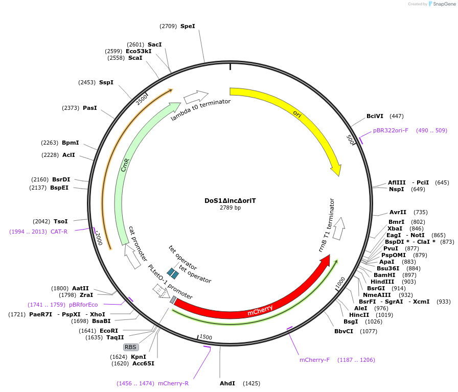244466-plasmid-map-sequence-id-486104