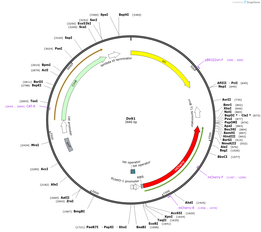 244463-plasmid-map-sequence-id-486105