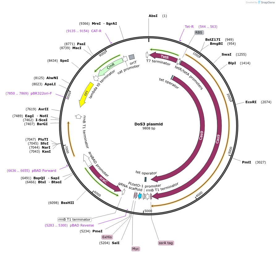 244471-plasmid-map-sequence-id-486106