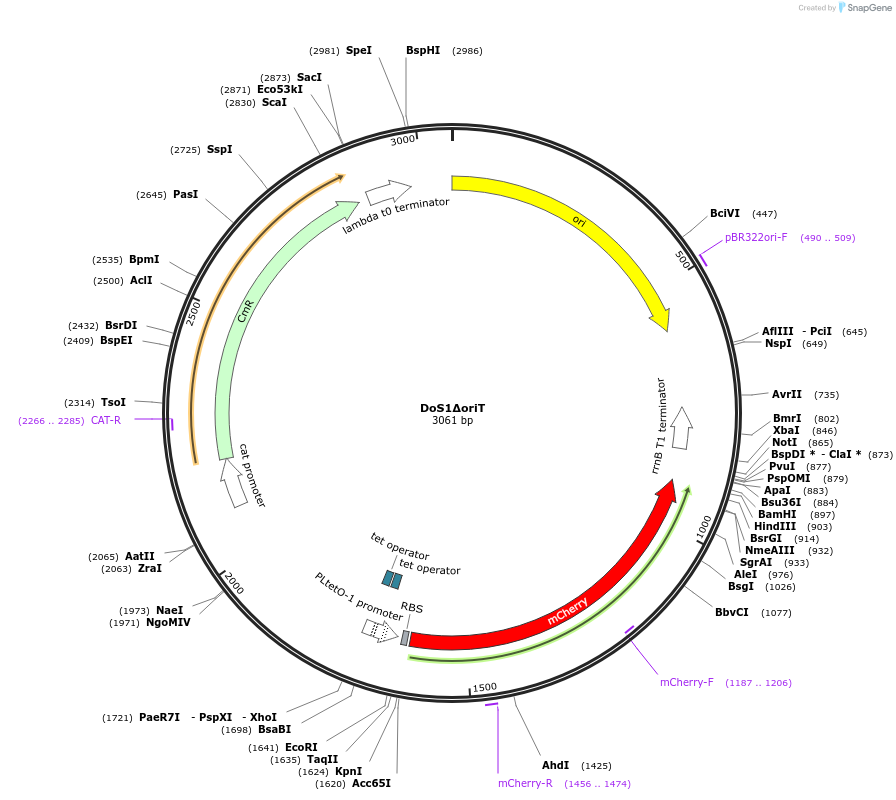 244465-plasmid-map-sequence-id-486107