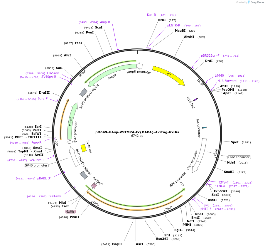 156633-plasmid-map-sequence-id-486114