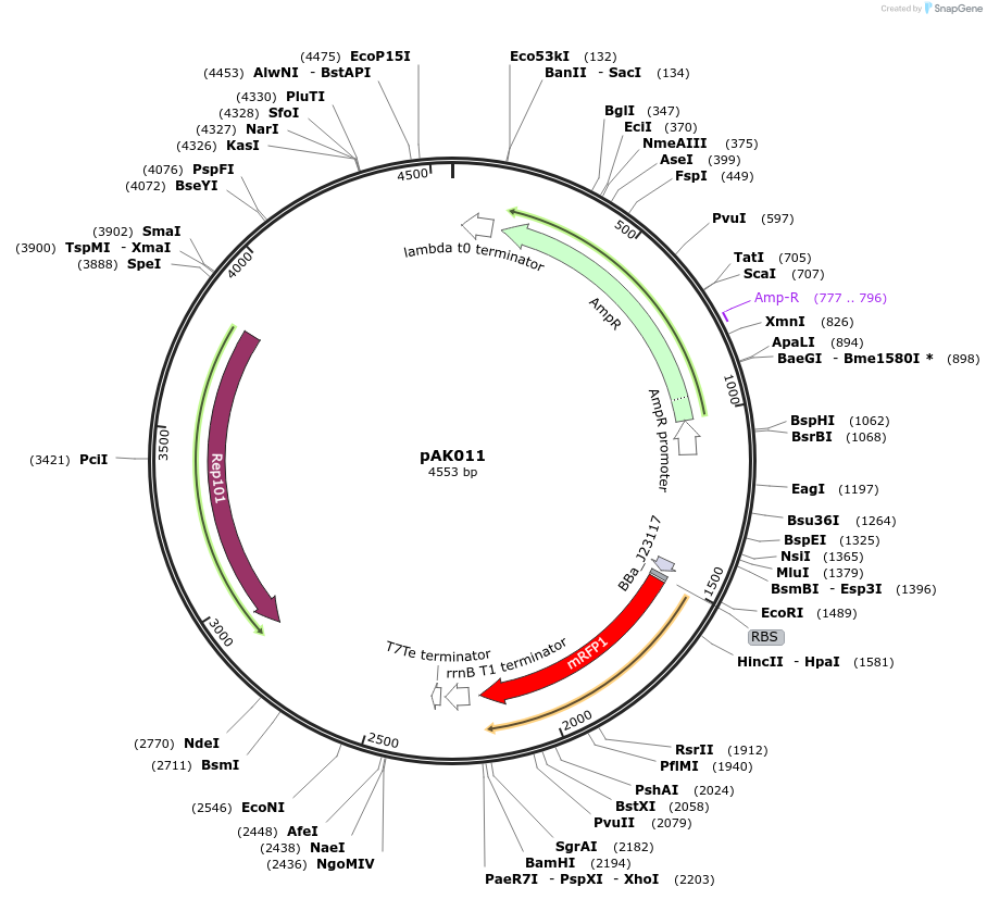 242920-plasmid-map-sequence-id-486115