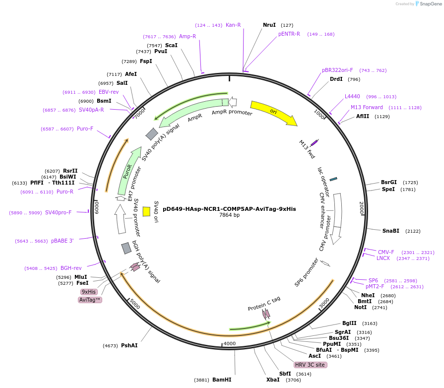 157253-plasmid-map-sequence-id-486116