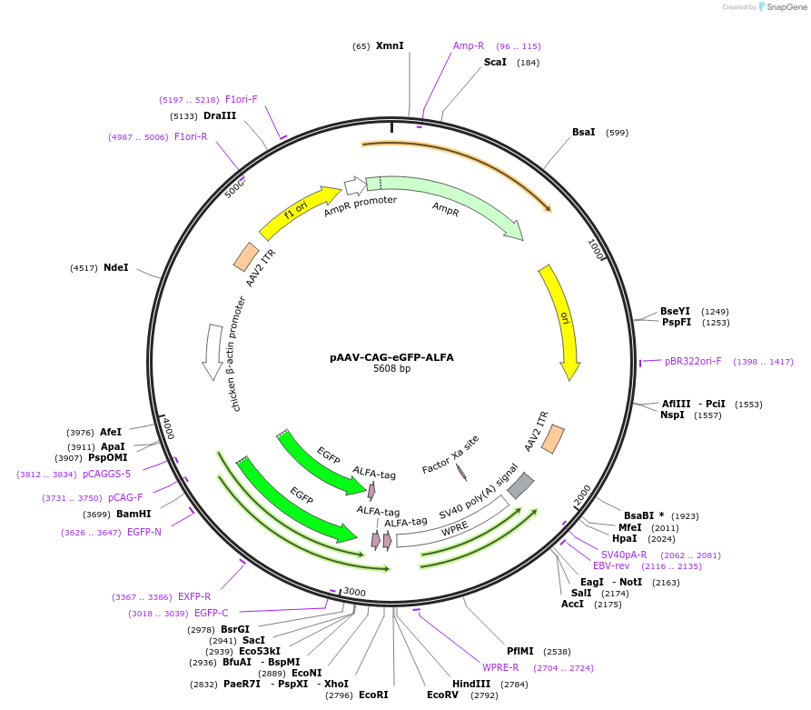 242764-plasmid-map-sequence-id-486117