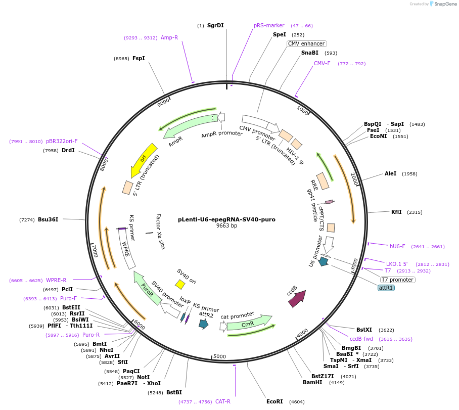 240539-plasmid-map-sequence-id-486121