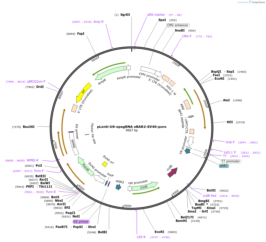 240536-plasmid-map-sequence-id-486122