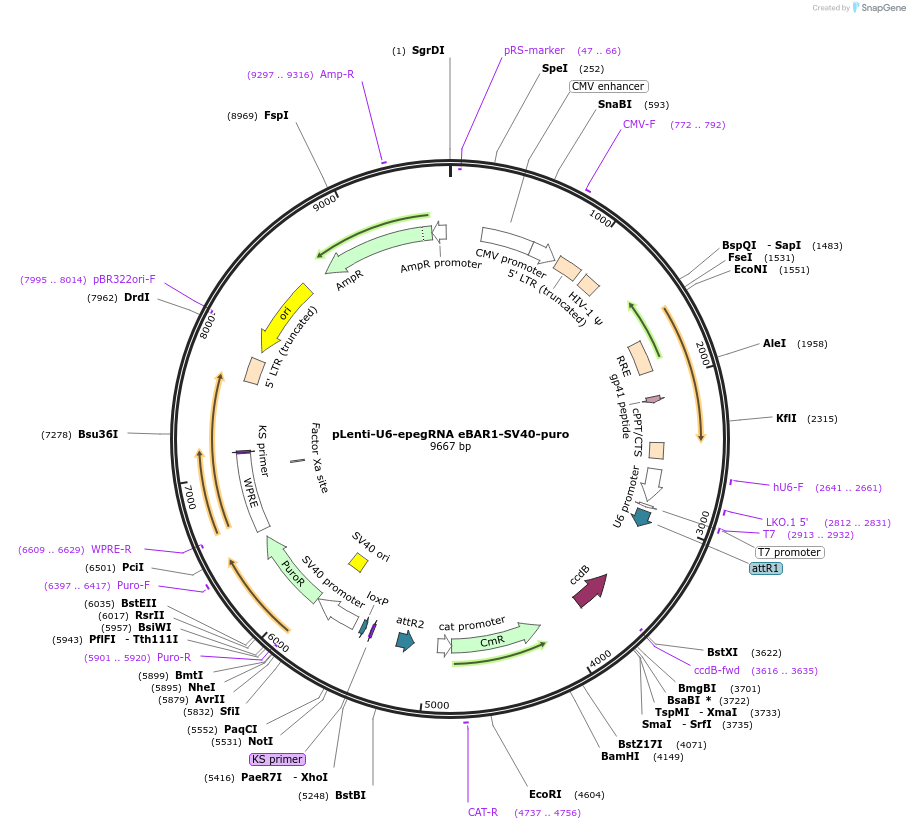 240535-plasmid-map-sequence-id-486123