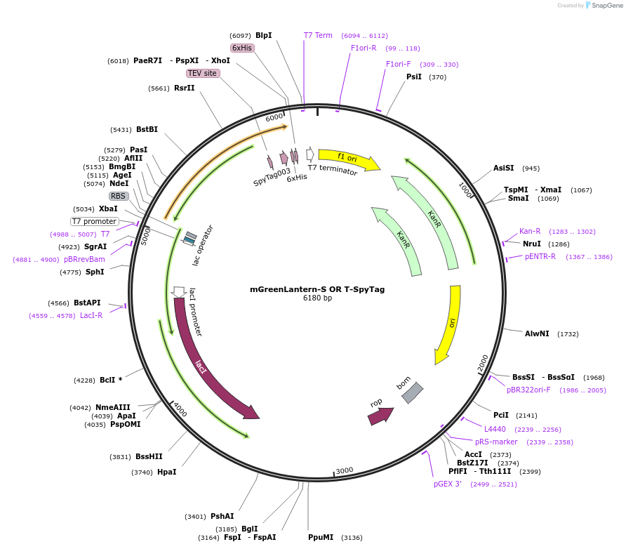 243774-plasmid-map-sequence-id-486125
