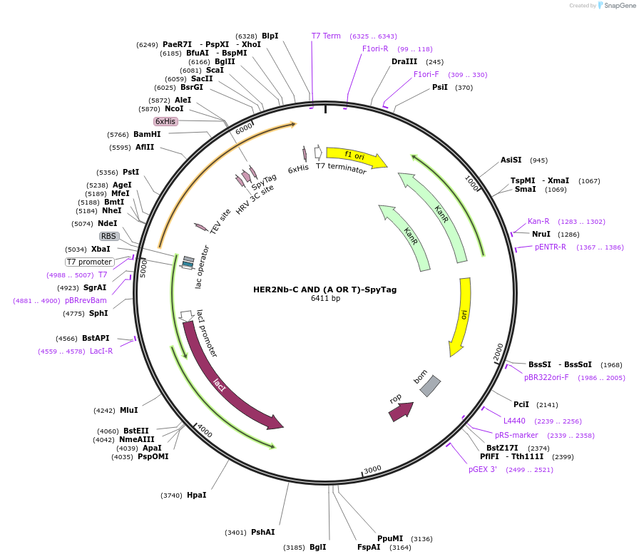 243790-plasmid-map-sequence-id-486126