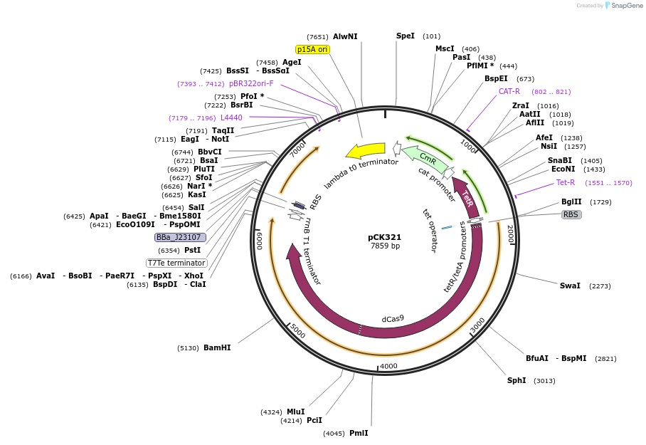242912-plasmid-map-sequence-id-486128