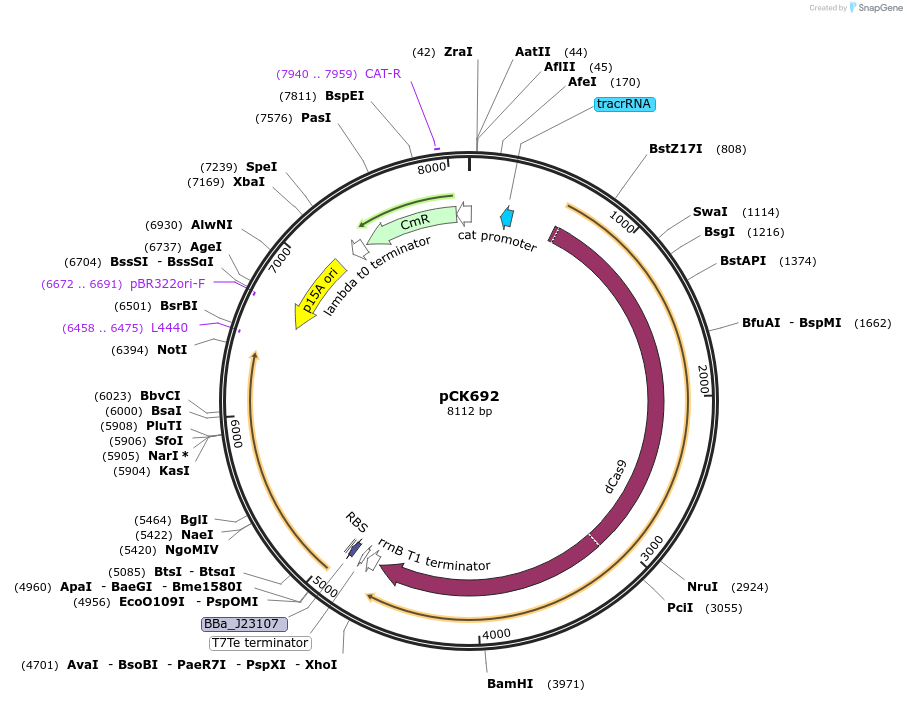 242910-plasmid-map-sequence-id-486129