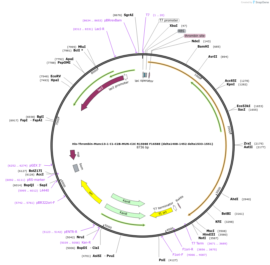 243822-plasmid-map-sequence-id-486130