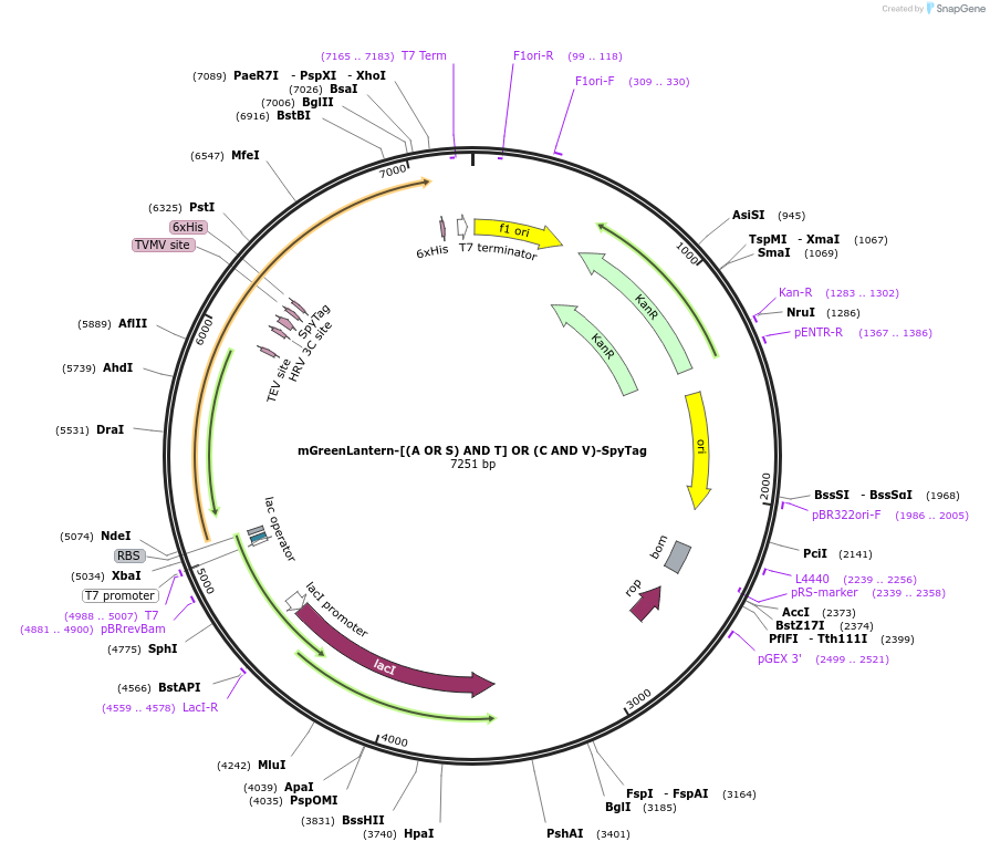 243789-plasmid-map-sequence-id-486131