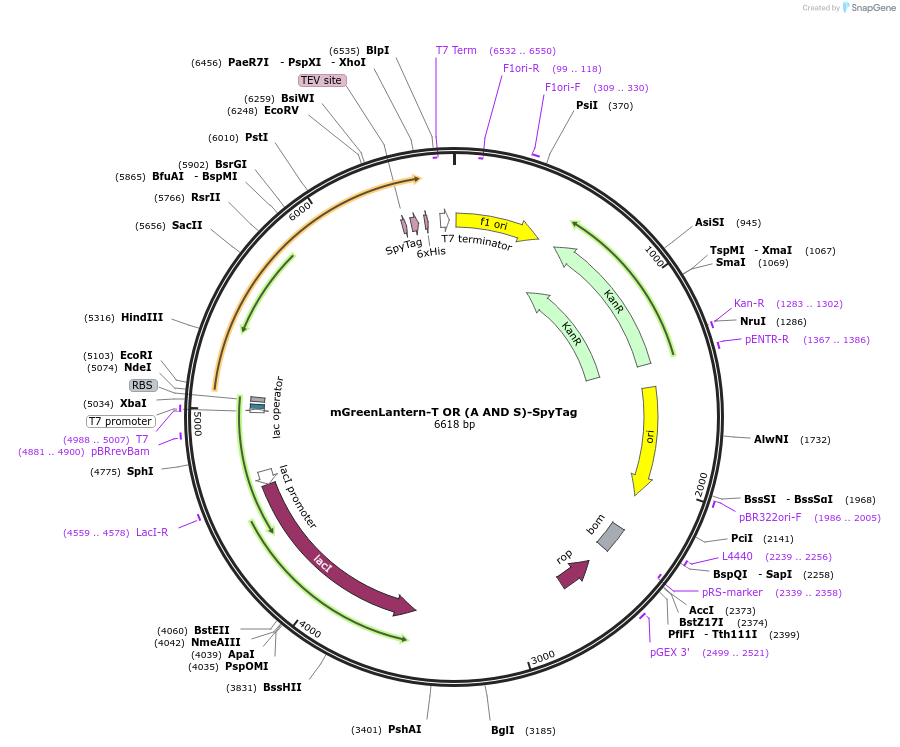 243783-plasmid-map-sequence-id-486132