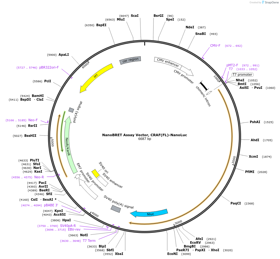 236870-plasmid-map-sequence-id-486133