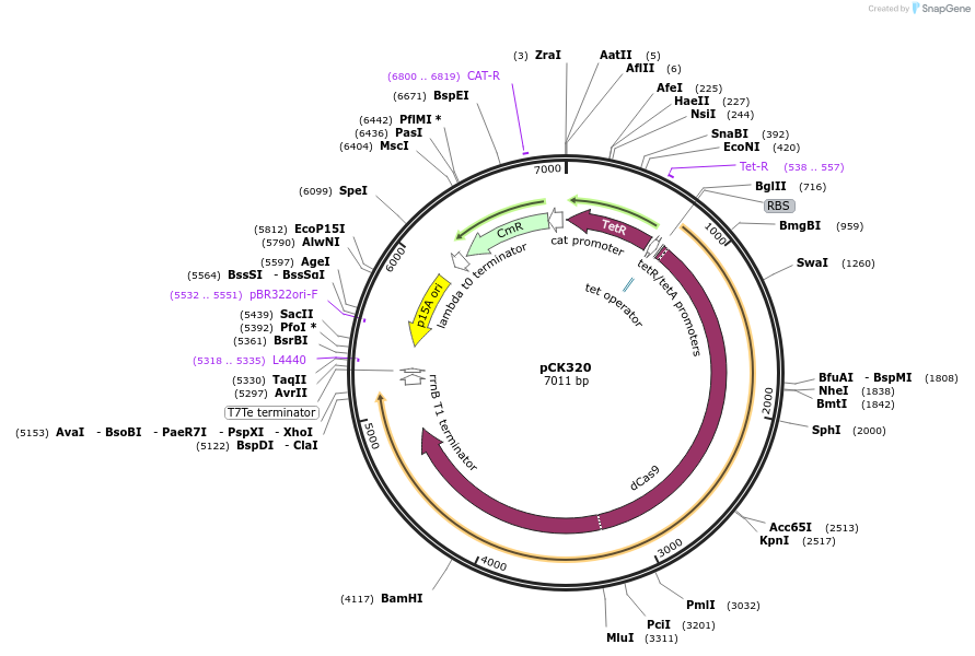 242906-plasmid-map-sequence-id-486134