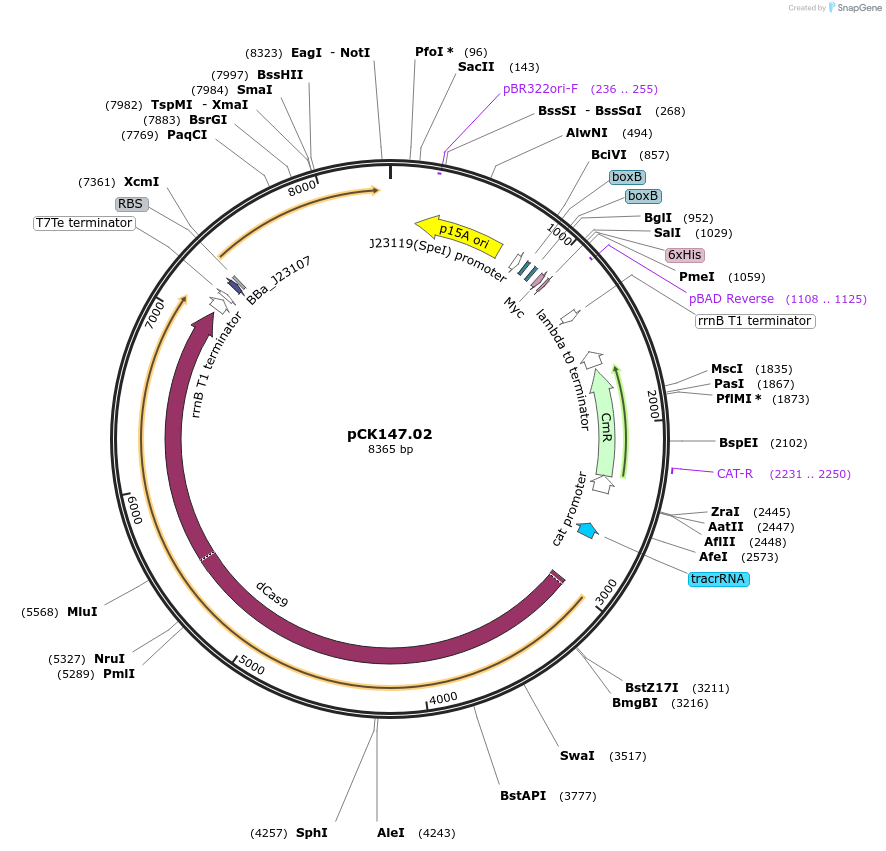 242909-plasmid-map-sequence-id-486135