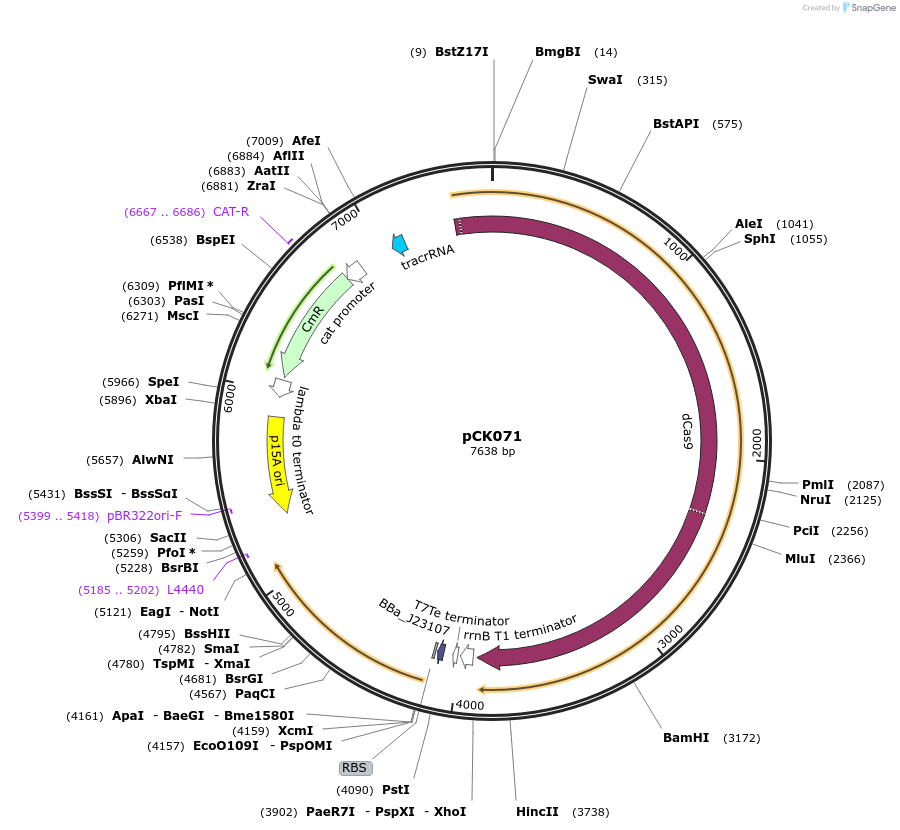 242907-plasmid-map-sequence-id-486136