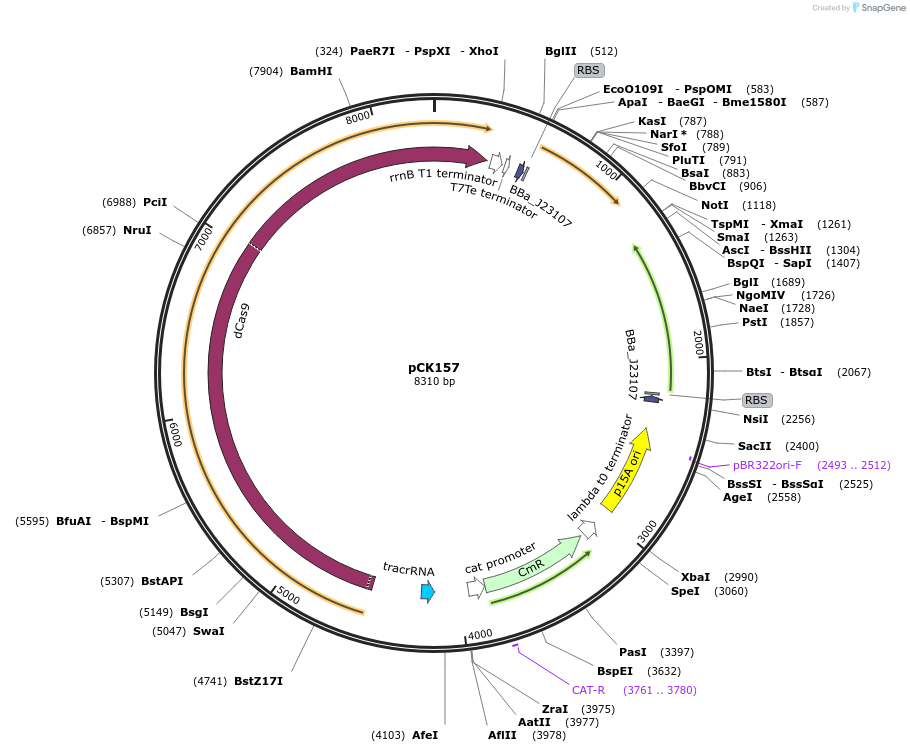 242908-plasmid-map-sequence-id-486137