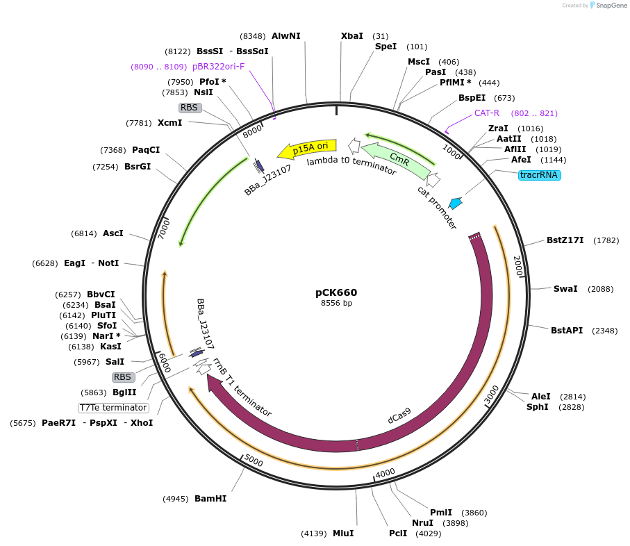 242914-plasmid-map-sequence-id-486138