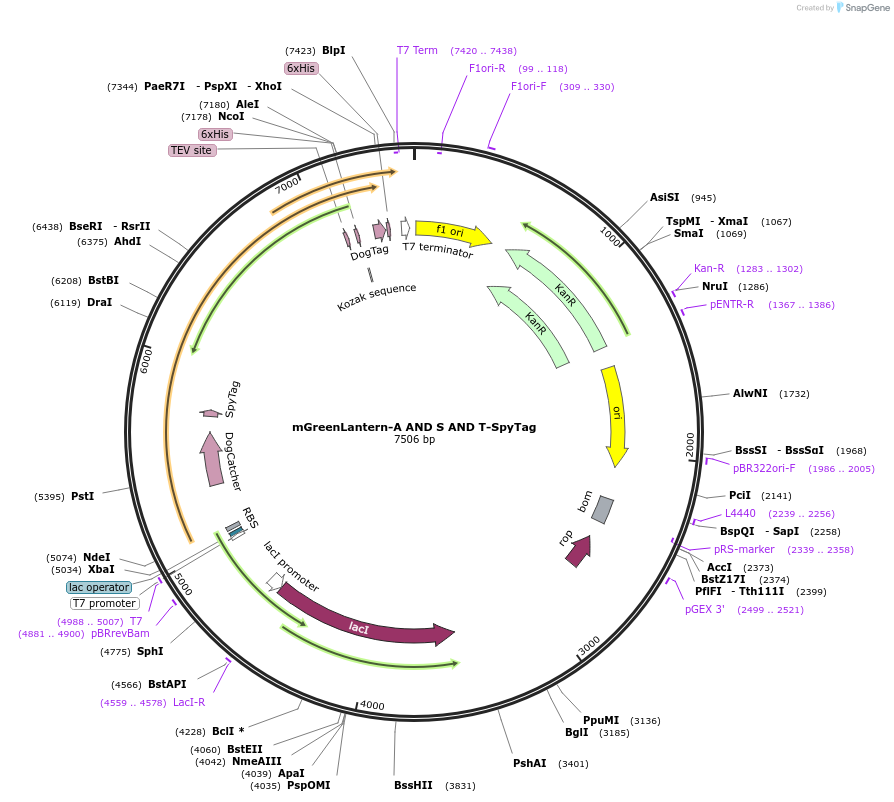 243785-plasmid-map-sequence-id-486144