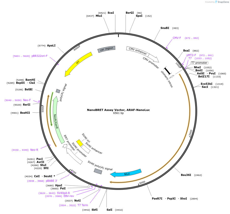 236876-plasmid-map-sequence-id-486147