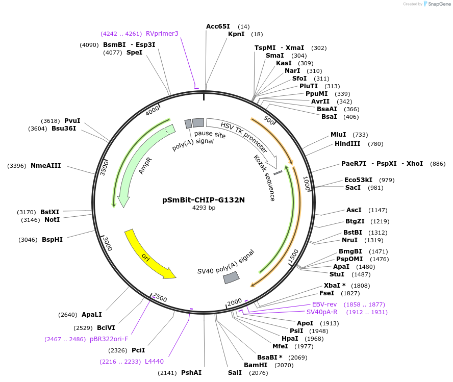 236065-plasmid-map-sequence-id-486151