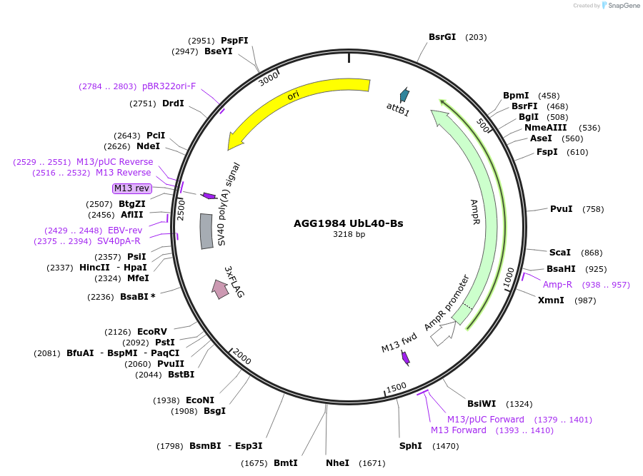 242439-plasmid-map-sequence-id-486152