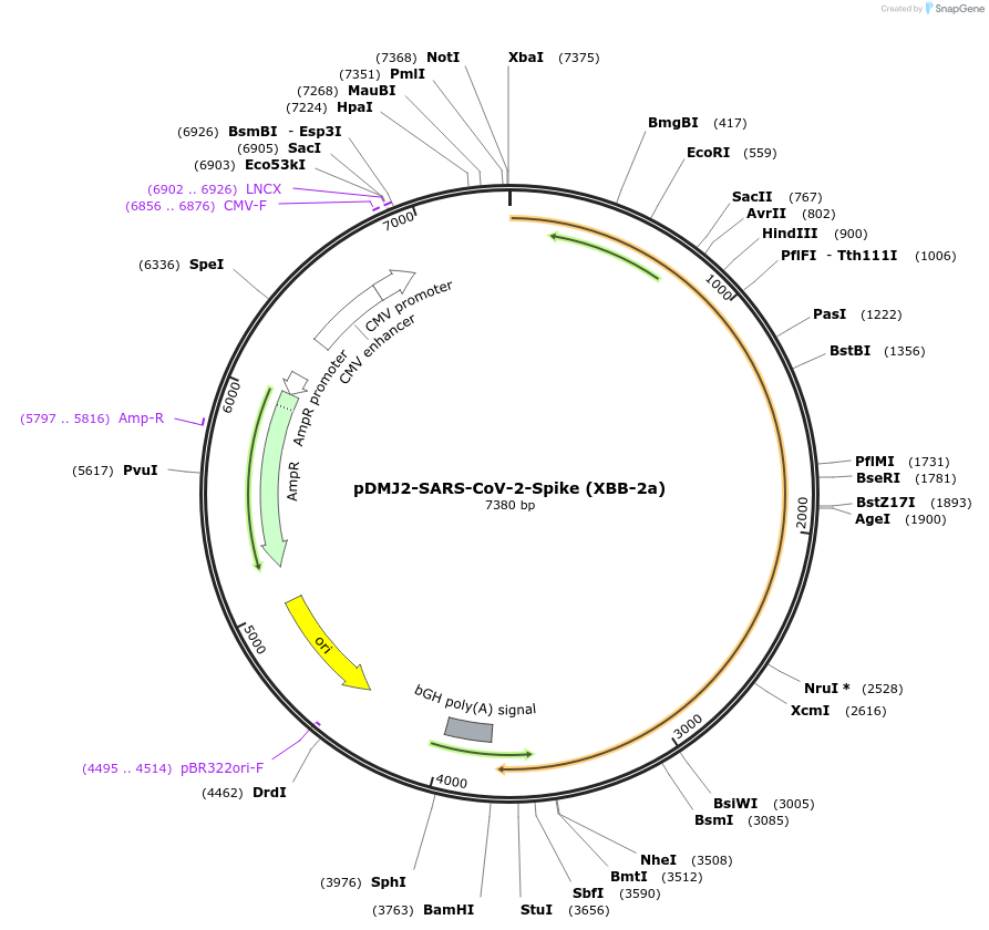 241122-plasmid-map-sequence-id-486245