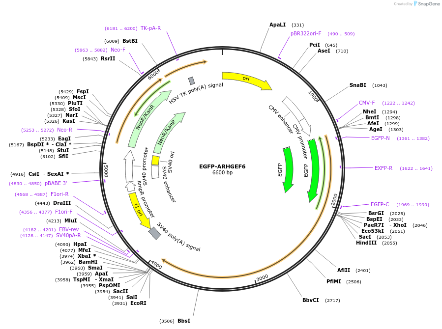 242830-plasmid-map-sequence-id-486254