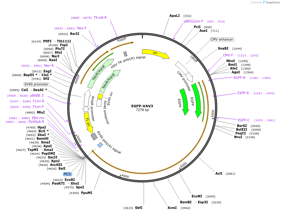 242834-plasmid-map-sequence-id-486255