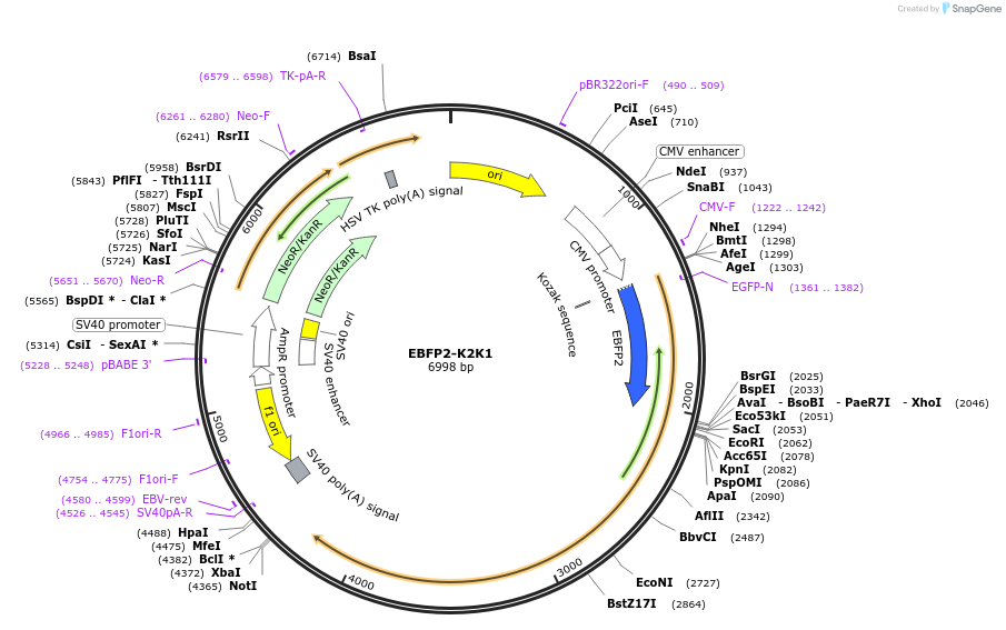 242820-plasmid-map-sequence-id-486256