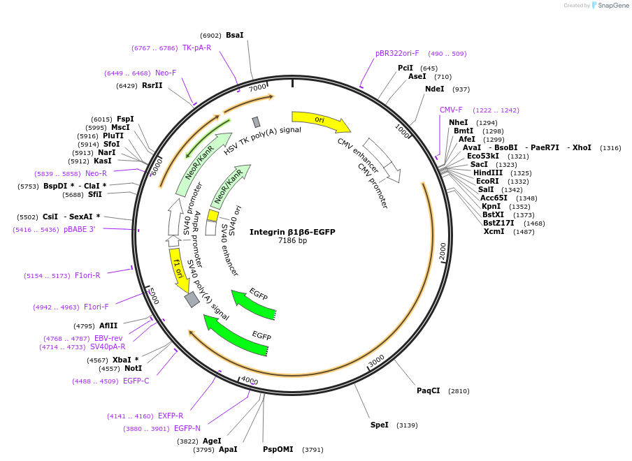 242826-plasmid-map-sequence-id-486257
