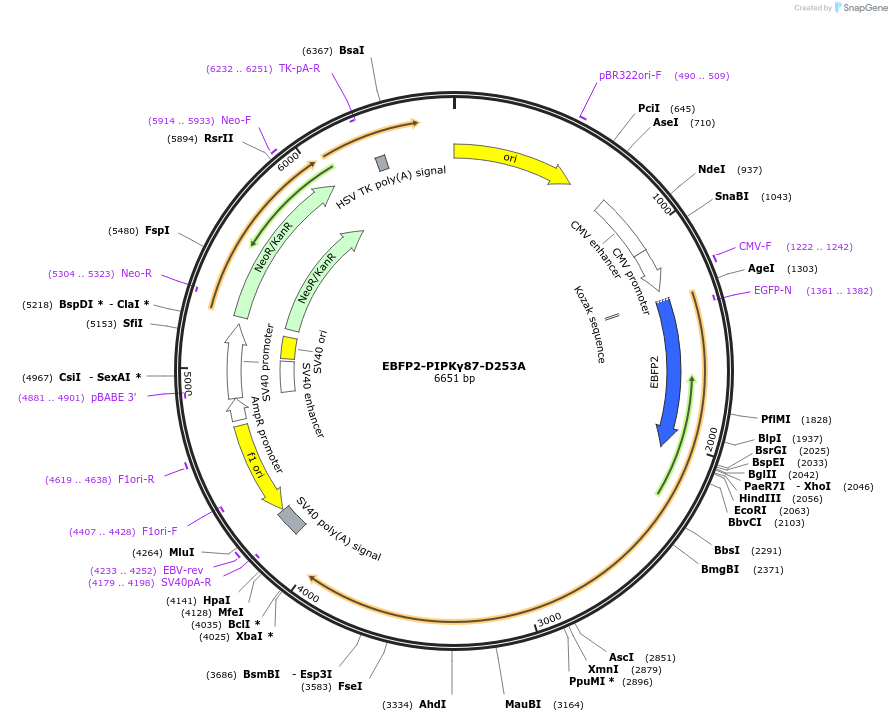 242825-plasmid-map-sequence-id-486258