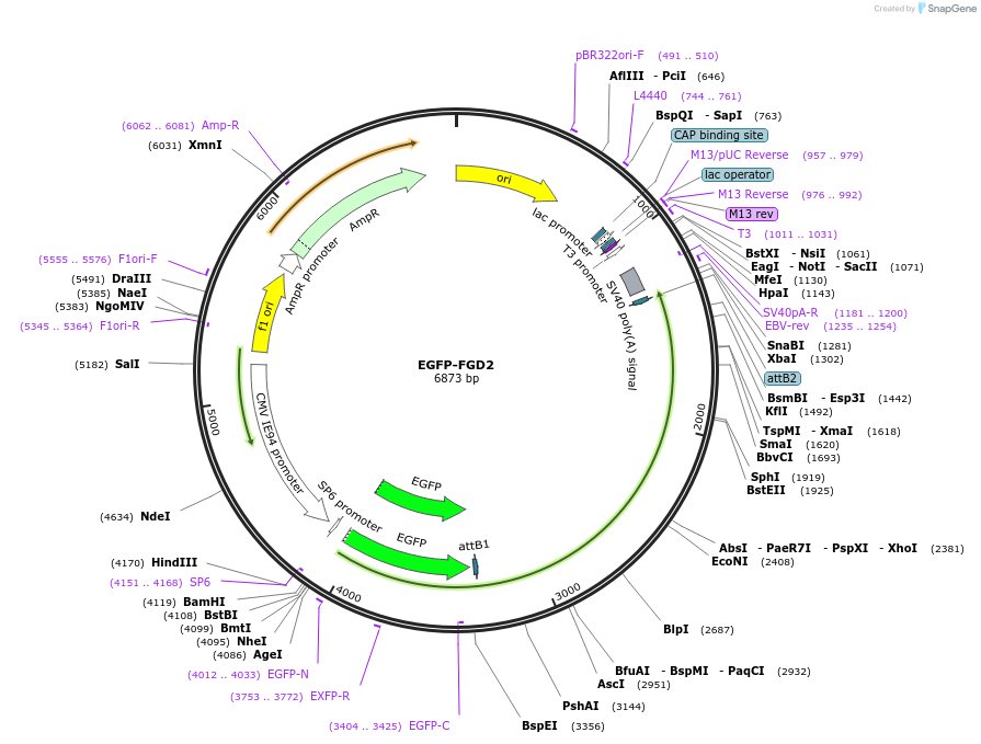 242831-plasmid-map-sequence-id-486259