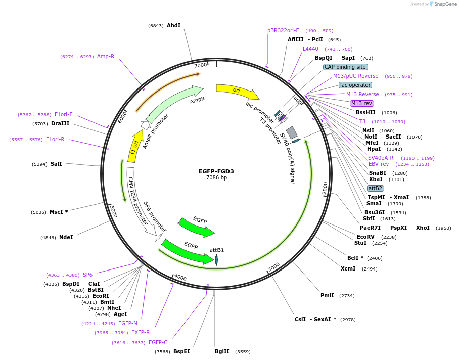 242832-plasmid-map-sequence-id-486261