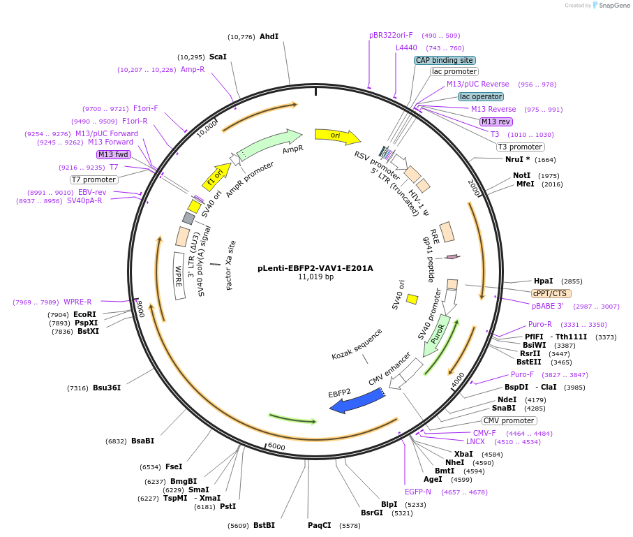 242838-plasmid-map-sequence-id-486262