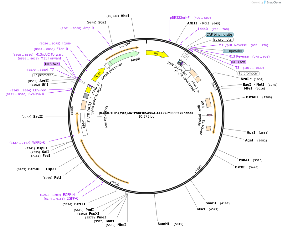 242904-plasmid-map-sequence-id-486268