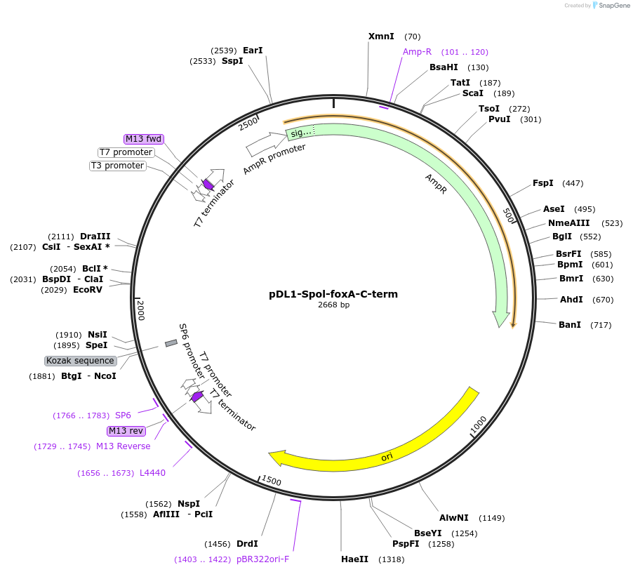 242944-plasmid-map-sequence-id-486269