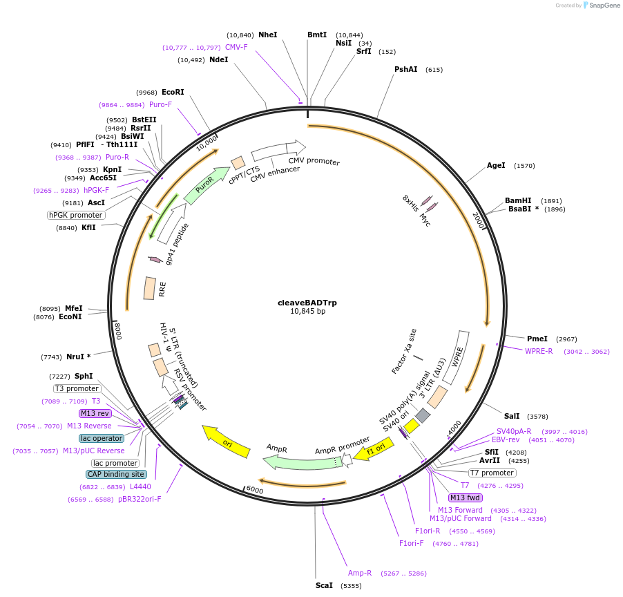 242866-plasmid-map-sequence-id-486270
