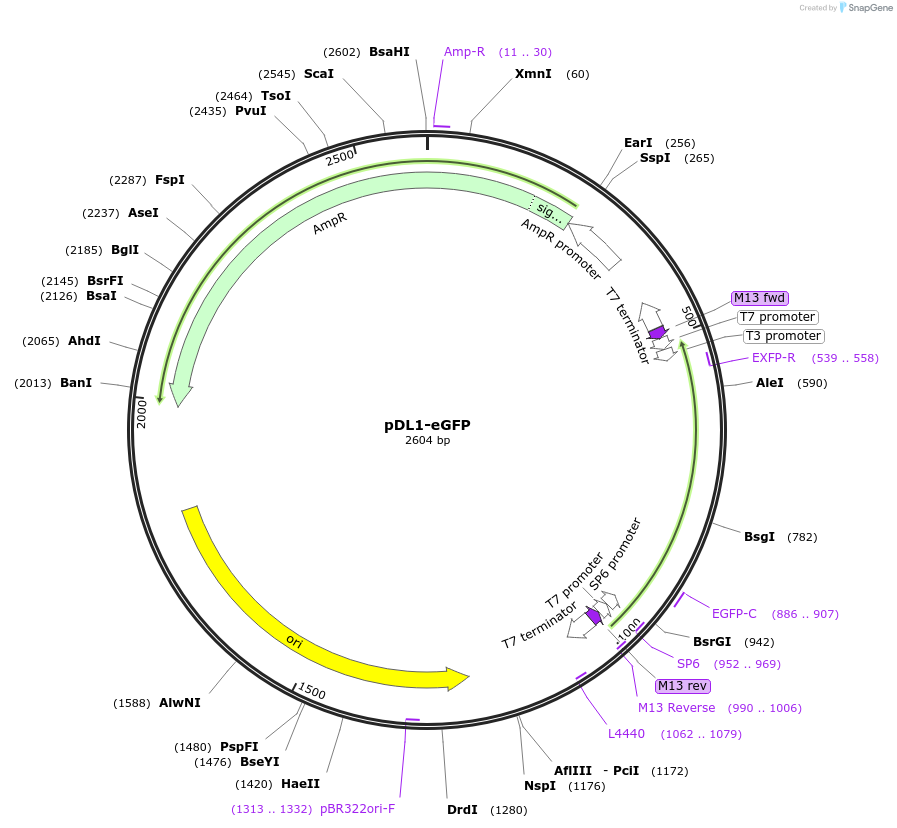 242945-plasmid-map-sequence-id-486273
