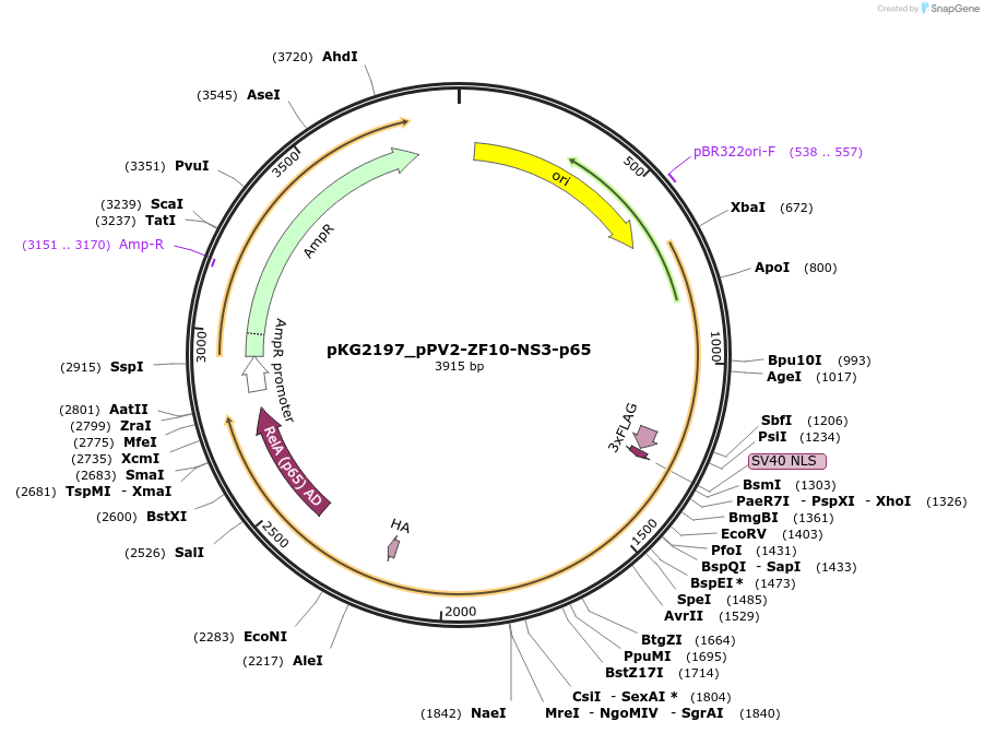 239700-plasmid-map-sequence-id-486275