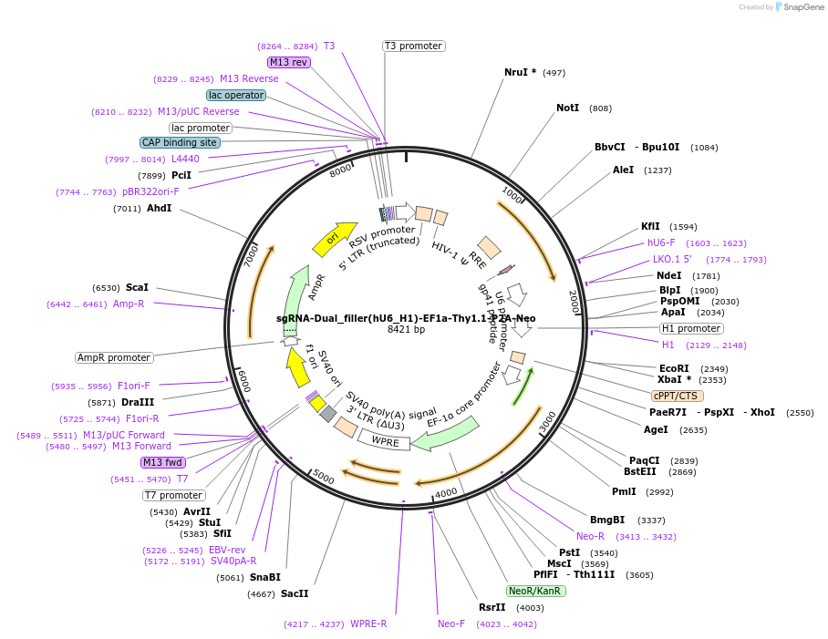 239608-plasmid-map-sequence-id-486276