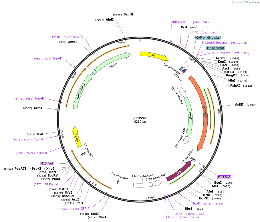 242856-plasmid-map-sequence-id-486278