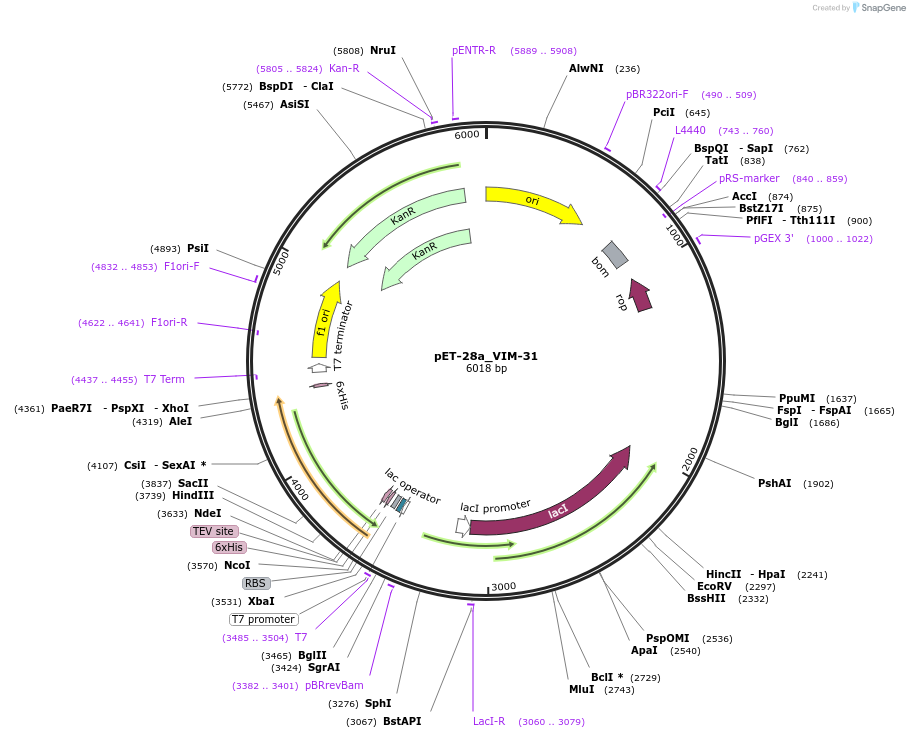 242843-plasmid-map-sequence-id-486281