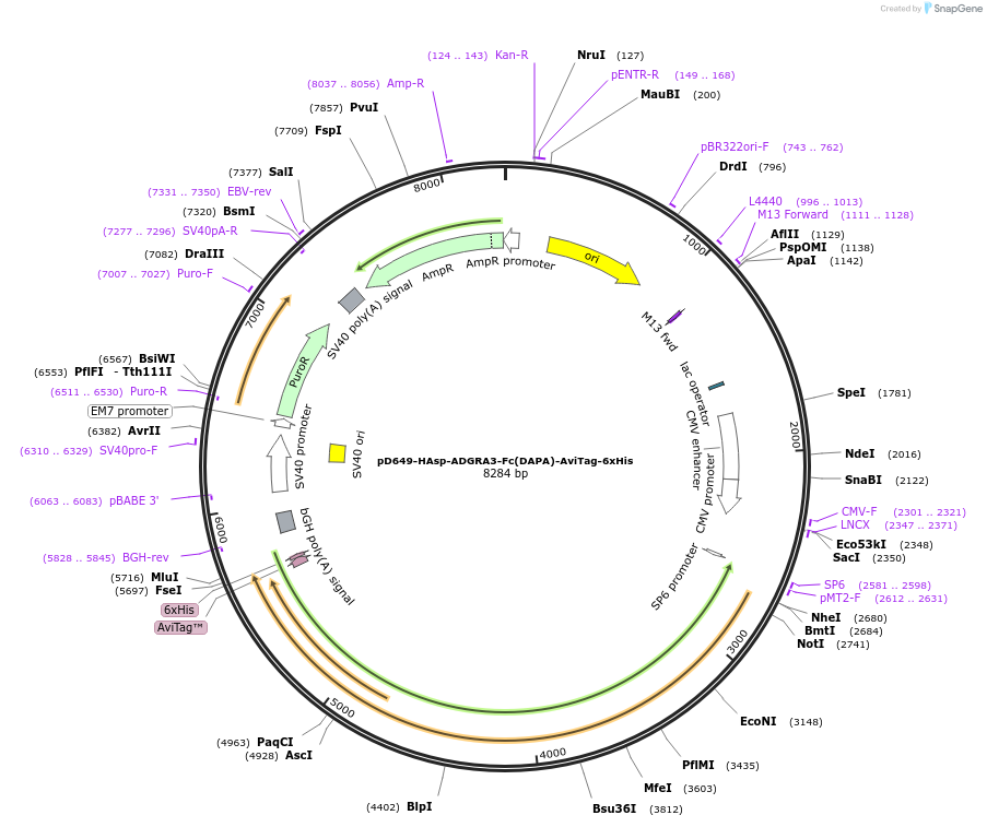 156959-plasmid-map-sequence-id-486294