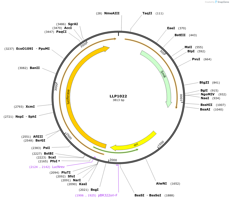 239944-plasmid-map-sequence-id-486338